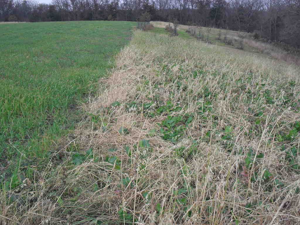 planting rye for deer